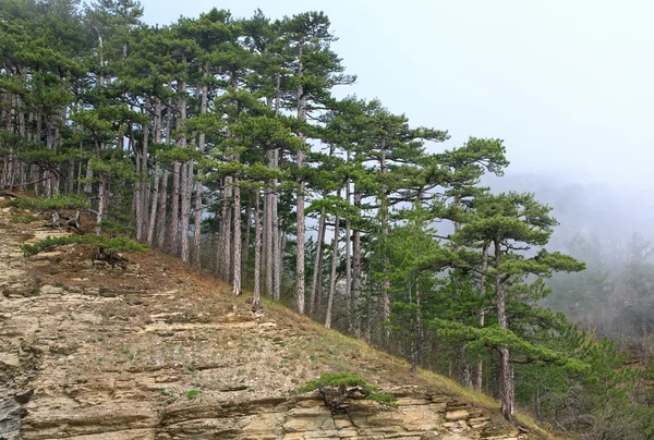 Pădurea de pin cețoasă de vară pe deal — Fotografie, imagine de stoc