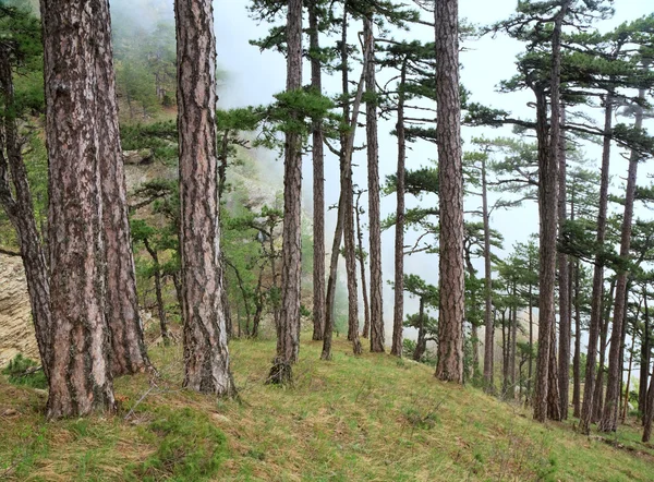 Summer Misty Forest Pine Trees Hill Petri Mountain Crimea Ukraine — Stock Photo, Image