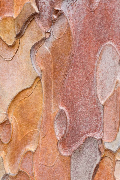 クリミア松の古木 Stankevycha 松の粗いの斑点のある樹皮 詳細なマクロ — ストック写真
