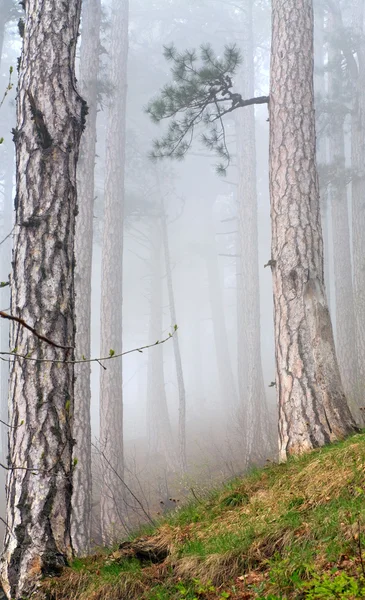 Плотный туман в сосновом лесу — стоковое фото