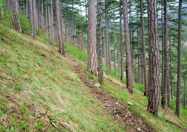 夏の森松の木の丘 ペトリ山 クリミア ウクライナの上で木製の歩道 — ストック写真