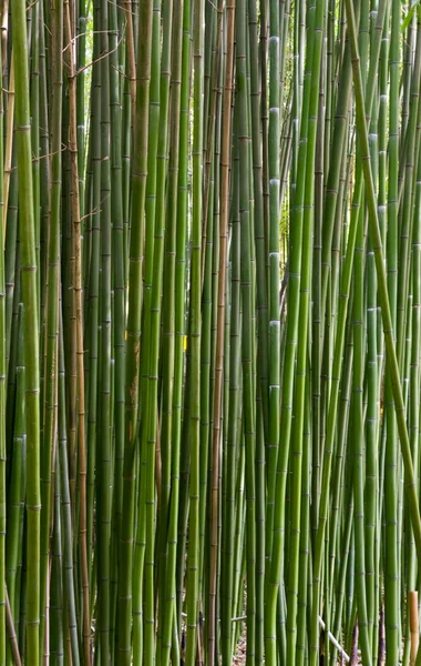 Alto Tronco Verde Planta Bambú Phyllostachys Viridi Glaucesens Fondo Natural —  Fotos de Stock