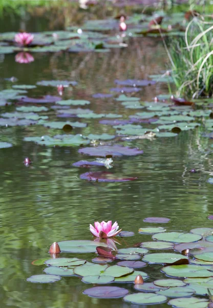 Roze Water Lily Bloemen Kleine Vijver Oppervlak — Stockfoto