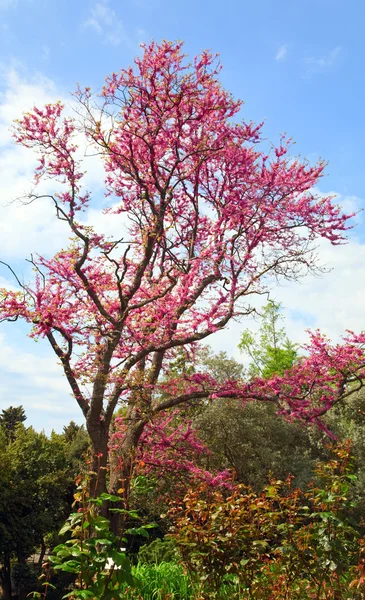 Blütenbaum — Stockfoto