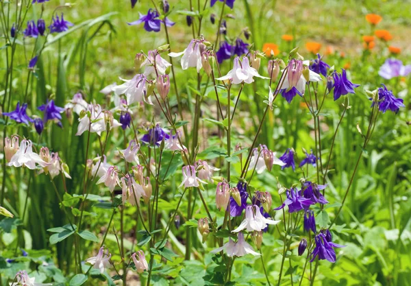 Flores violetas e brancas — Fotografia de Stock