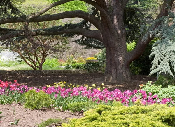 Jehličnatý strom a tulipány — Stock fotografie
