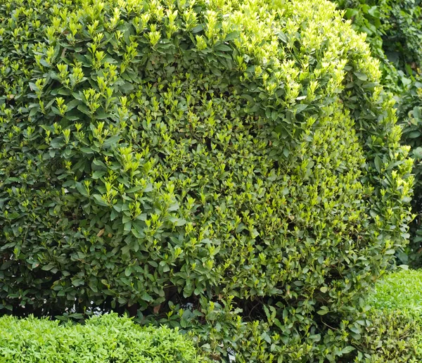 Spheric bush — Stock Photo, Image
