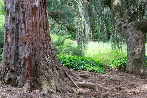 Albero di sequoia — Foto Stock