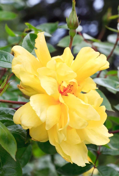 Arbusto de primavera com flores amarelas — Fotografia de Stock