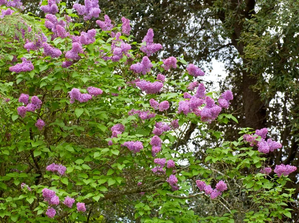 Violett lila — Stockfoto