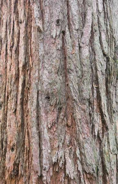セコイアの樹皮 — ストック写真