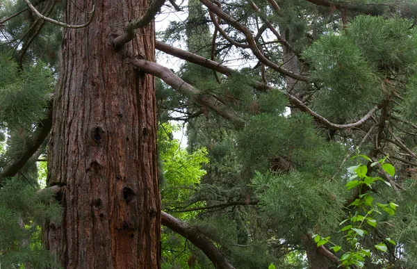 Árbol de la Sequoia — Foto de Stock