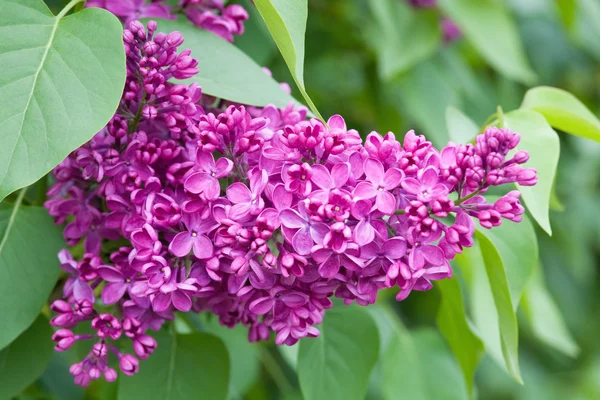 Фіолетовий квітка бузку — стокове фото