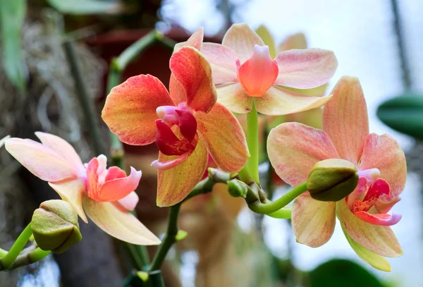 Orchidée fleurs rameau — Photo