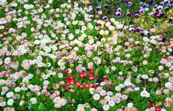Planta Daisy — Fotografia de Stock