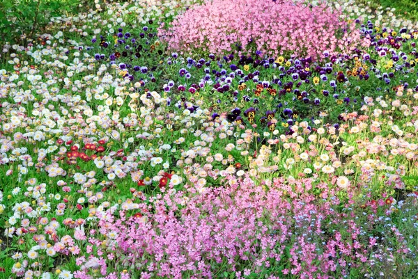 Cama de flores de verano — Foto de Stock