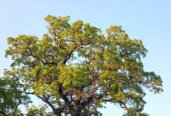 Верхушка большого дуба — стоковое фото