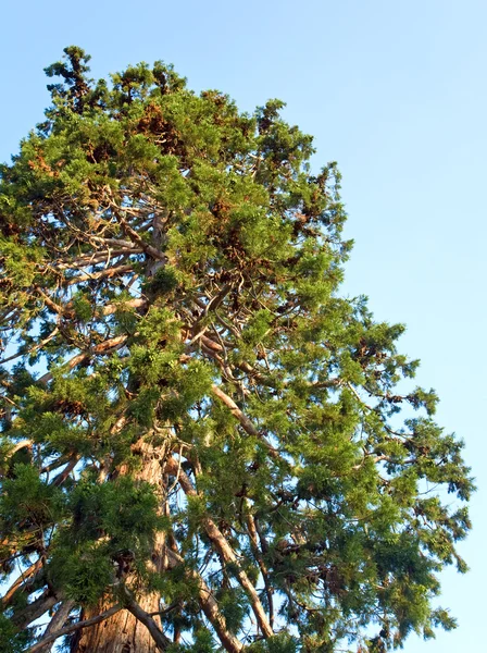 Sequoia δέντρο — Φωτογραφία Αρχείου