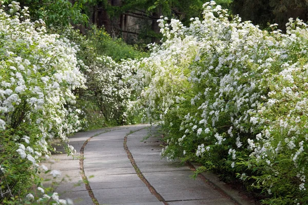 Blossom bush — Stock Photo, Image