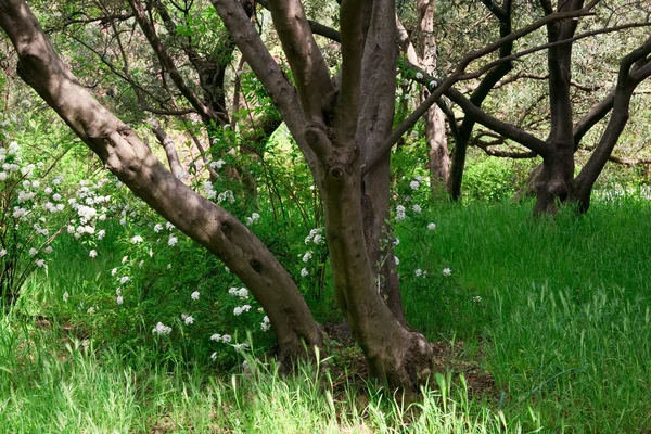 Bosque de primavera — Foto de Stock