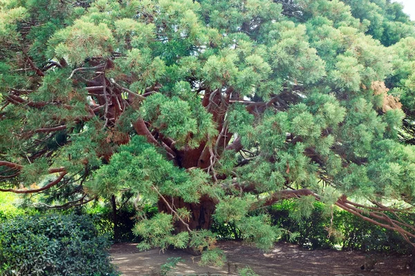 Örökzöld piros fa "szamócafa" (Krím, Ukrajna) — Stock Fotó