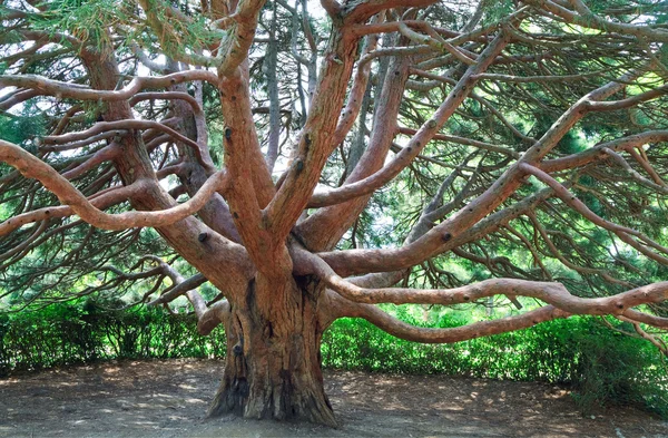 Evergreen red tree "Arbutus andrachne" (Crimea, Ukraine) — Stock Photo, Image