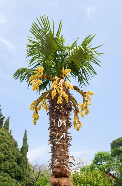 Palm tree blommande — Stockfoto