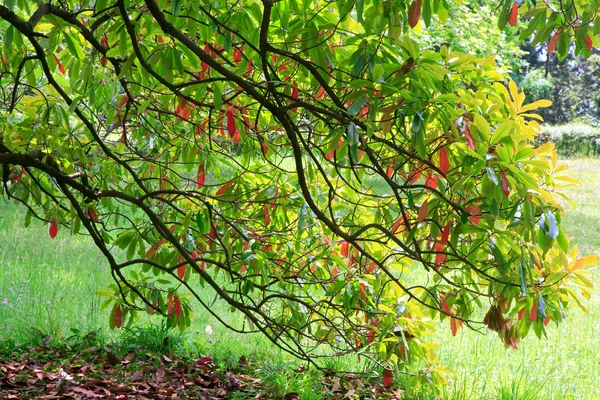 Folhagem de árvore verde-vermelha no parque primaveril — Fotografia de Stock