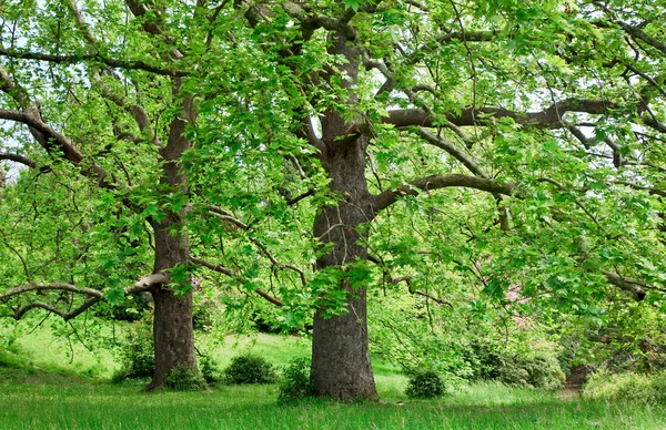 Velké umělé stromy — Stock fotografie