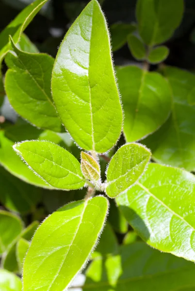 Natuur achtergrond — Stockfoto