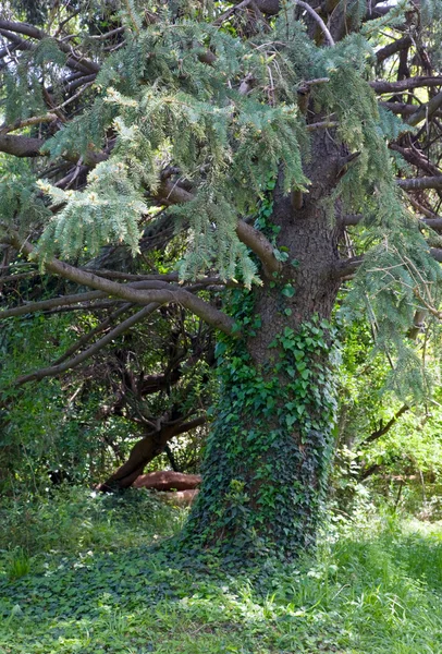 Big fir tree — Stock Photo, Image