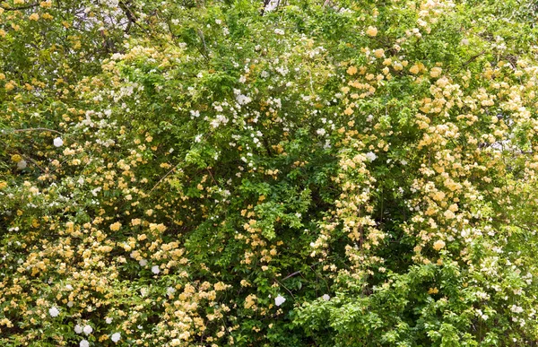 Blossom bush — Stock Photo, Image
