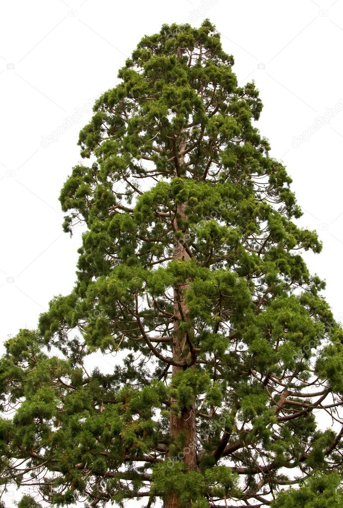 Sequoia tree isolated