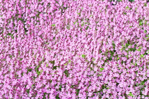 Roze Bloemen Phlox Subulata Zosia Spring Park Achtergrond — Stockfoto