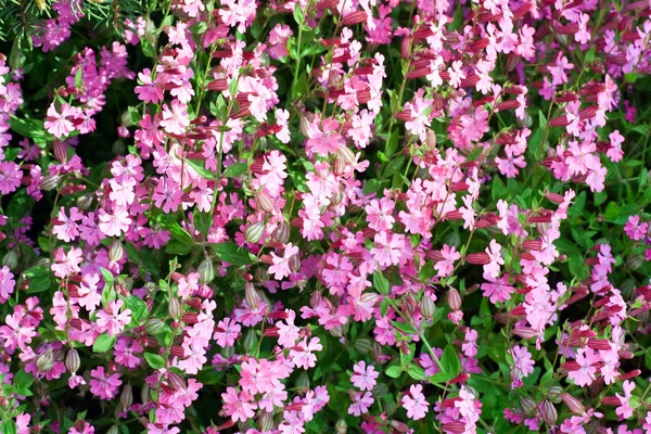 Rózsaszín Virágok Phlox Subulata Zosia Tavaszi Parkban Háttér — Stock Fotó
