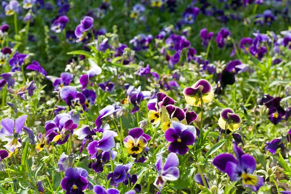 Giardino Viola Viola Tricolor Con Fiori Fondo Primavera — Foto Stock