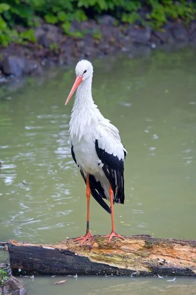 Beautiful Graceful White Black Stork Pond Park — Stock Photo, Image