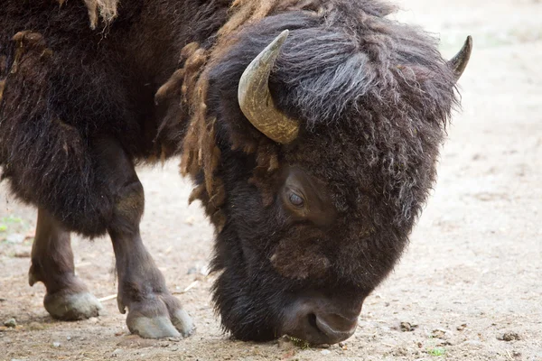 Head Bison Close — Stock Photo, Image