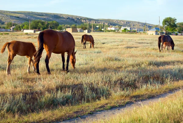 Cavalo Com Potro Pequeno Pastagem Preirie Perto Reserva Kazantip Crimeia — Fotografia de Stock