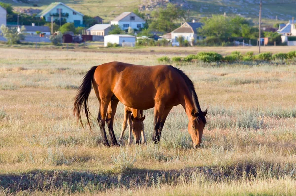 Cavalo Com Potro Pequeno Pastagem Preirie Perto Reserva Kazantip Crimeia — Fotografia de Stock