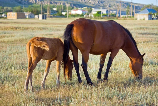 Cavalo Com Potro Pequeno Pastagem Preirie — Fotografia de Stock