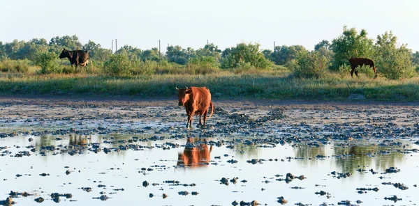 牛畜群附近小早晨沼泽 — 图库照片