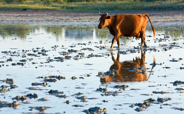 Krowa przejść przez bagno — Zdjęcie stockowe