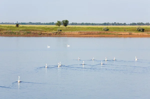 White Swan Flock Small Summer Lake — Zdjęcie stockowe