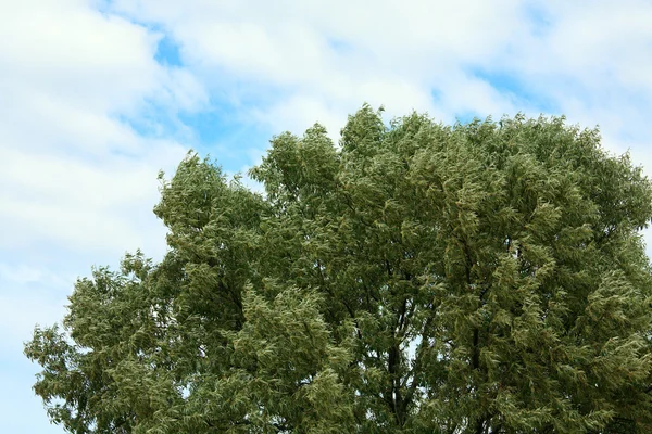 Gökyüzü Bulutlar Arka Plan Üzerinde Yeşil Söğüt Ağacının Üstünde — Stok fotoğraf