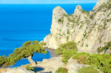 Pine tree and summer rocky coastline (