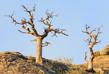 Withered juniper tree on sky background ( 