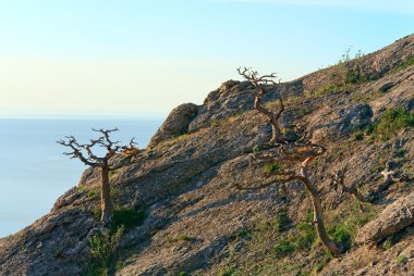 ardıç ağacı rocks Beach solmuş