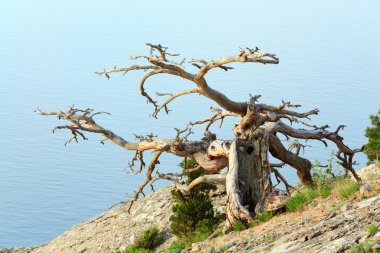 pörsümüş ardıç ağacı deniz arka planda (Kırım, Ukrayna).