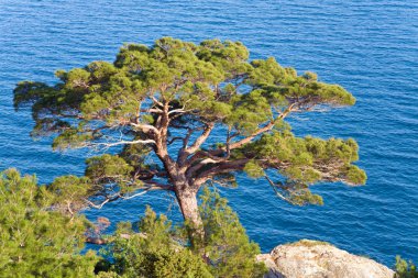 Pine tree on rock on sea background clipart